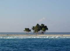 Кокосовые пальмы на острове Клиппертон
(фото: Wikimedia Commons/	Shannon Rankin)