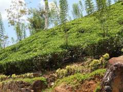 Чай - горные склоны на Шри-Ланке