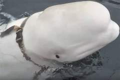 В Норвегии нашли кита-белугу, которого подозревают в шпионаже в пользу России.