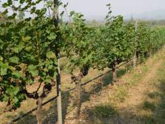 На винограднике (фото: Татьяна Егорова)