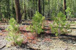 Акция «Сохраним лес»: Подмосковье лидирует по числу мест для высадки деревьев