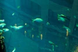 Архитектор лопнувшего в Берлине гигантского аквариума: «Дико жаль рыб»