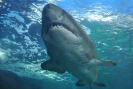 АТОР: пляжи Египта невозможно полностью защитить от акул