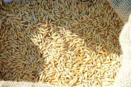 Белоруссия ввела полугодовой запрет на вывоз зерна