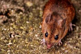 Биолог допустила невозможность остановить пандемию COVID-19 из-за заражённых мышей