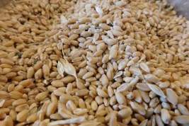 Bloomberg: Польша запретила импорт зерна с Украины из-за опасений оттолкнуть избирателей