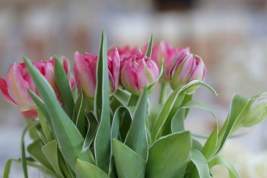 Цветочные магазины успели получить цветы к 8 Марта из-за границы