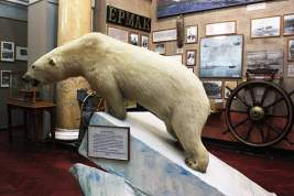 День белого медведя – в Петербурге открылась фотовыставка полярников