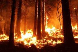 Глава МЧС Куренков оценил ситуацию с лесными пожарами в Рязанской области