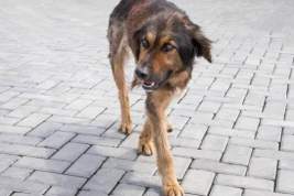 В Госдуме прокомментировали региональные инициативы по эвтаназии собак