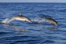 Госдума рассмотрит законопроект, запрещающий вылавливать дельфинов для шоу