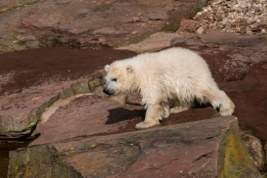 К поселку Диксон вышел белый медвежонок: вопросом заинтересовались в WWF