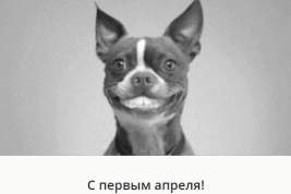 Как Сбербанк спасал россиян от карантина и самоизоляции с помощью собаки