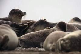 Казахстанские и российские ученые спасают редкого каспийского тюленя
