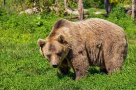 Медведи затащили ребенка в вольер и загрызли