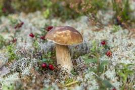 Минприроды опровергло сообщения об ужесточении правил сбора грибов и ягод