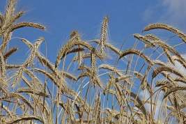 Молдавские фермеры потребовали от властей срочно запретить импорт украинского зерна