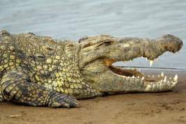 Нарушившего карантин по коронавирусу мужчину съел крокодил