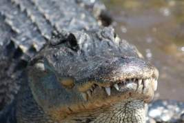 Охотник спутал крокодила с бревном и стал его жертвой