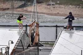 Первых косаток и белух из «китовой тюрьмы» выпустили в открытое море