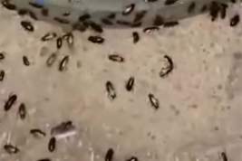 После смертельного отравления двух москвичек у их дома обнаружили полчища тараканов