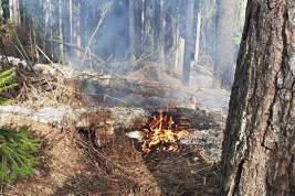 Пожарные службы потушили 14 лесных пожаров в Подмосковье в минувшие выходные