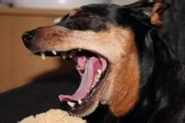 Правительство поддержало позволяющий усыплять бродячих собак законопроект