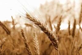 Раскрыты подробности сделки по «зерновому вопросу»