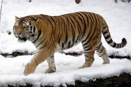 Специалисты охотнадзора поймали тигра в Приморском крае, нападавшего на собак местных жителей