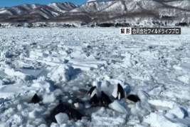Стая косаток попала в ледяной плен у берегов Японии: без помощи России они могут погибнуть