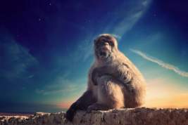 Стоит ли переживать из-за распространения обезьяньей оспы, как не заразиться и чем защититься?