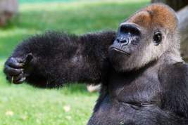 В американском зоопарке пришлось застрелить гориллу ради спасения ребенка