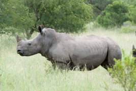 В американском зоопарке умер один из четырех последних белых носорогов
