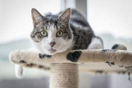 В Бельгии выявлен случай заражения кошки от своего хозяина коронавирусом