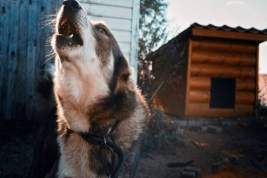В Бурятии три сторожевые собаки загрызли пенсионерку
