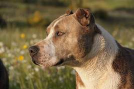 В Госдуме призвали выдавать разрешения на бойцовских собак после спецкурсов
