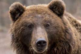 В Иркутской области больной медведь едва не растерзал подростка