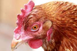 В КНР заявляют о мутации птичьего гриппа