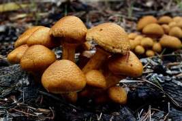 В Ленобласти пятеро детей отравились грибами