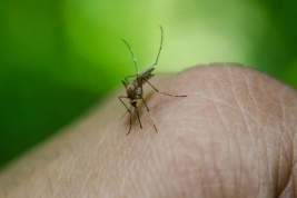 В Минобороны РФ рассказали о планах США заражать военных инфицированными комарами