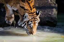 В Приморье три амурских тигра держат в страхе местных жителей
