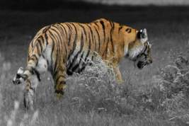 В Приморье возбудили дело по факту убийства краснокнижного тигра