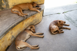В столице Бурятии стая бродячих собак едва не растерзала женщину