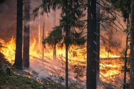 В третьем районе Рязанской области ввели режим ЧС из-за пожаров