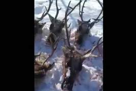 В убийстве стада из 26 краснокнижных оленей на Сахалине подозревают высокопоставленных чиновников