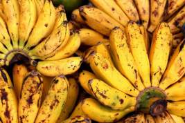 В Эквадоре в грузе бананов нашли крупную партию кокаина для России