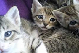 В Югре спасены почти 30 кошек, брошенных на заснеженной трассе в клетках
