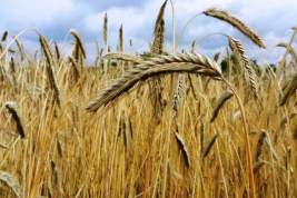 Василий Небензя сообщил о срыве зерновой сделки в отношении России