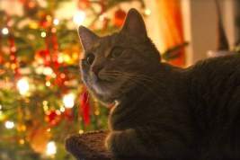 Ветеринар дала советы по защите питомцев от стресса в новогодние праздники