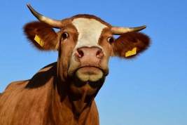 Власти двух муниципалитетов Приангарья ввели режим ЧС из-за болезни скота